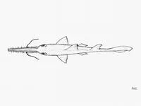 Bahamas sawshark (Pristiophorus schroederi)
