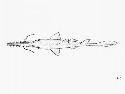 Bahamas sawshark (Pristiophorus schroederi)