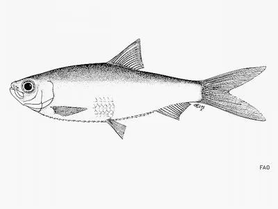 Bahia sprat (Rhinosardinia bahiensis)