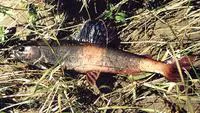 Baikal black grayling (Thymallus baicalensis)