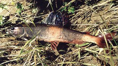 Baikal black grayling (Thymallus baicalensis)