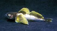 Baikal yellowfin (Cottocomephorus grewingkii)