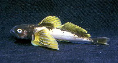 Baikal yellowfin (Cottocomephorus grewingkii)