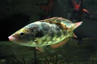 Baillon's wrasse (Symphodus bailloni)