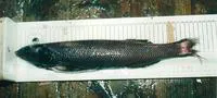 Baird's slickhead (Alepocephalus bairdii)