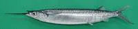 Balao halfbeak (Hemiramphus balao)