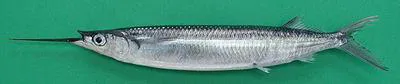 Balao halfbeak (Hemiramphus balao)