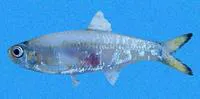 Balboa anchovy (Anchoviella balboae)
