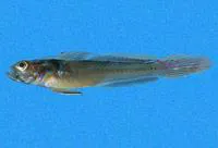 Balboa goby (Microgobius brevispinis)