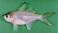Bald glassy (Ambassis gymnocephalus)