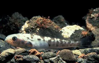 Bald notothen (Pagothenia borchgrevinki)
