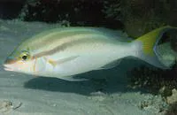 Bald-spot monocle bream (Scolopsis temporalis)
