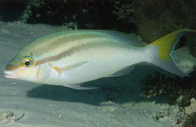 Bald-spot monocle bream (Scolopsis temporalis)