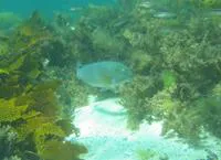 Baldchin groper (Choerodon rubescens)