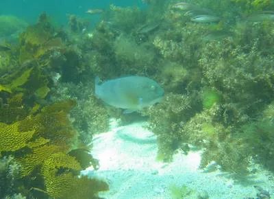 Baldchin groper (Choerodon rubescens)