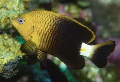 Baldwin's major (Stegastes baldwini)