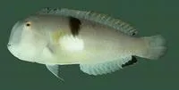 Baldwin's razorfish (Iniistius baldwini)