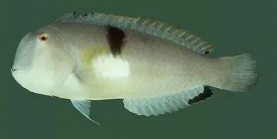 Baldwin's razorfish (Iniistius baldwini)