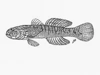 Baldy (Caffrogobius natalensis)