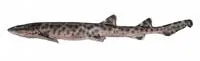 Bali catshark (Atelomycterus baliensis)