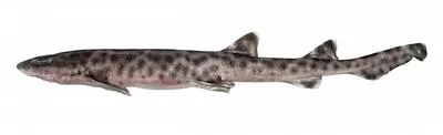 Bali catshark (Atelomycterus baliensis)