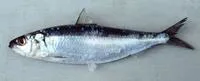 Bali sardinella (Sardinella lemuru)