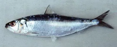 Bali sardinella (Sardinella lemuru)