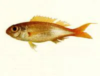 Balinese threadfin bream (Nemipterus balinensis)