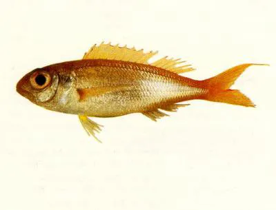 Balinese threadfin bream (Nemipterus balinensis)