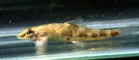 Balitora minnow (Psilorhynchus balitora)