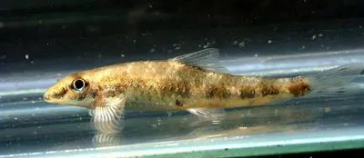 Balitora minnow (Psilorhynchus balitora)
