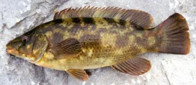 Ballan wrasse (Labrus bergylta)