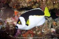 Ballina angelfish (Chaetodontoplus ballinae)
