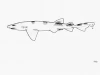 Balloon shark (Cephaloscyllium sufflans)