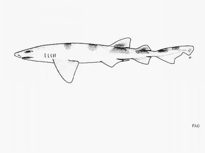 Balloon shark (Cephaloscyllium sufflans)