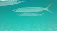 Ballyhoo halfbeak (Hemiramphus brasiliensis)