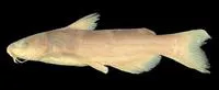 Balsas catfish (Ictalurus balsanus)