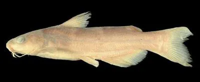 Balsas catfish (Ictalurus balsanus)