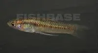Balsas livebearer (Poeciliopsis balsas)