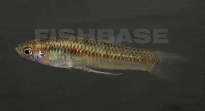 Balsas livebearer (Poeciliopsis balsas)