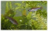 Balsas molly (Poecilia maylandi)