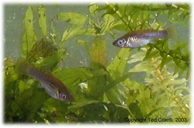Balsas molly (Poecilia maylandi)