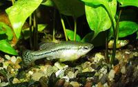 Balsas splitfin (Ilyodon whitei)