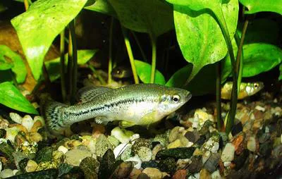 Balsas splitfin (Ilyodon whitei)