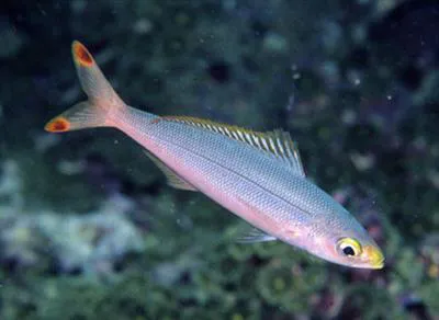 Banana fusilier (Pterocaesio pisang)