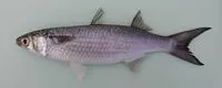 Banana mullet (Mugil bananensis)