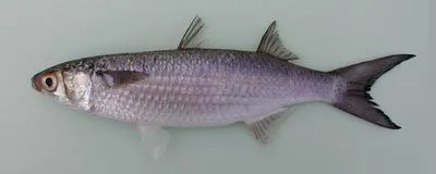 Banana mullet (Mugil bananensis)