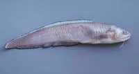 Band cusk-eel (Ophidion holbrookii)