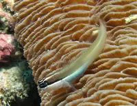 Banda comb-tooth (Ecsenius bandanus)