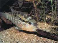 Banded acara (Bujurquina vittata)